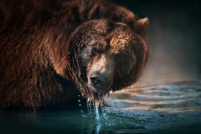 Un ours sous l'eau