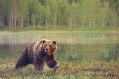 Un ours sur fond de lac et de paysage forestier