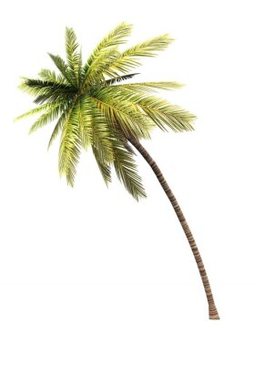 Poster  Un palmier courbé sur fond clair