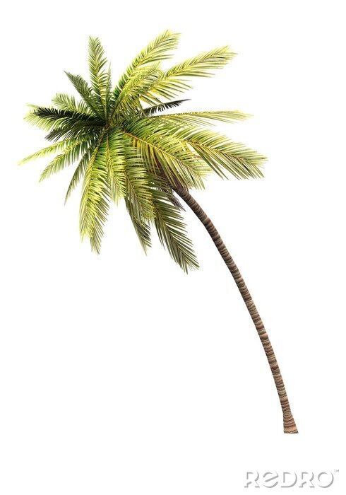 Poster  Un palmier courbé sur fond clair
