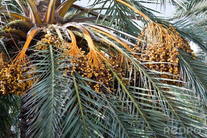 Poster  Un palmier dattier avec des fruits