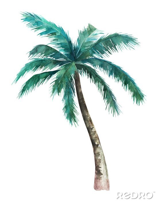 Poster  Un palmier sur fond blanc