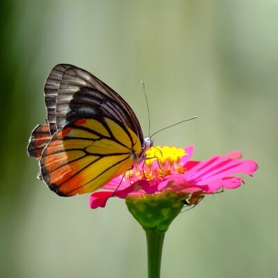 Poster  Un papillon posé sur une fleur