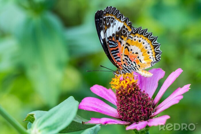Poster  Un papillon sur une fleur de zinnia