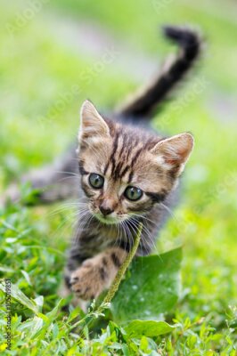 Poster  Un petit chat gris sur l'herbe