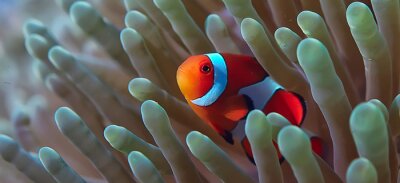 Un petit poisson parmi le récif corallien