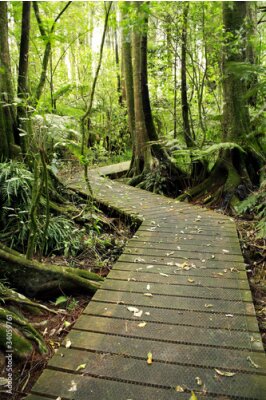 Poster  Un pont en bois traversant une forêt dense