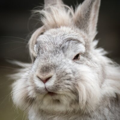 Poster  Un portrait d'un lapin nain blanc
