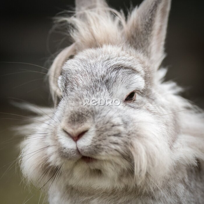 Poster  Un portrait d'un lapin nain blanc