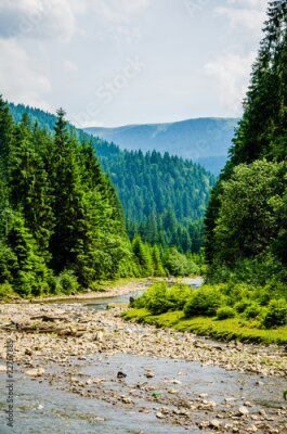 Poster  Un ruisseau traversant une dense forêt de conifères
