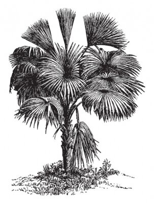 Poster  Un seul palmier aux couleurs noir et blanc