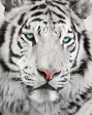 Poster  Un tigre aux yeux bleus