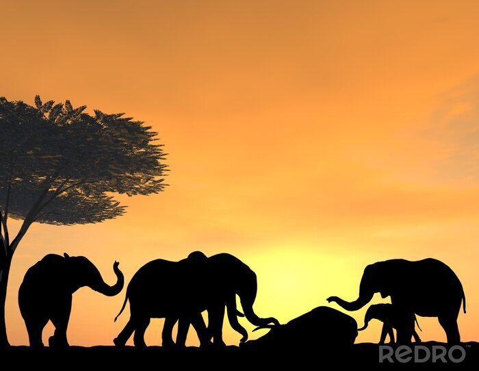 Poster  Un troupeau d'éléphants au soleil couchant