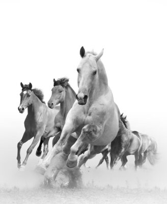 Un troupeau de chevaux blancs au galop