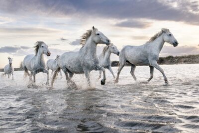 Un troupeau de chevaux blancs courant dans l'eau