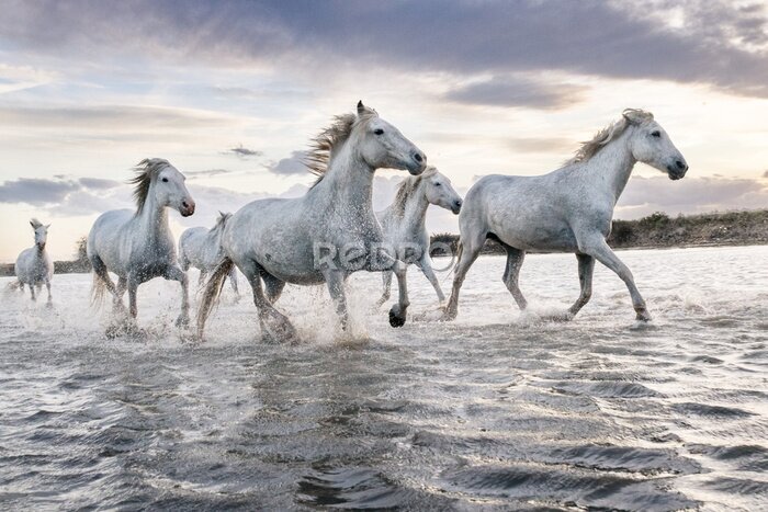 Poster  Un troupeau de chevaux blancs courant dans l'eau