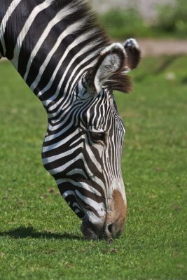Poster  Un zèbre africain reconnaissant embrasse la terre mère. Wild belles animal saboté montre son modèle de peau naturelle. La tête du cheval africain rayé.