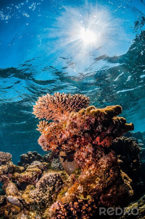 Poster  Underwater shot of colorful coral reef in clear blue water