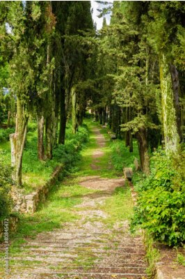 Poster  Une allée verdoyante entourée d'une rangée d'arbres à feuilles caduques