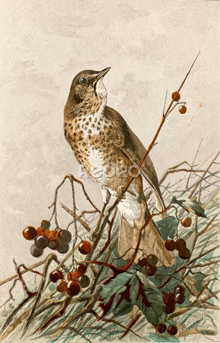 Poster  Une alouette sur un sorbier