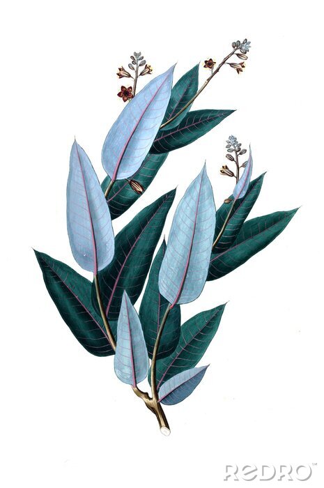 Poster  Une branche avec des feuilles bleues et vert foncé