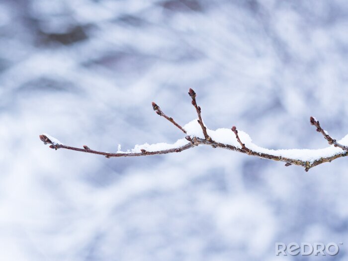 Poster  Une branche d'hiver enneigée avec des bourgeons et pas de feuilles. Emplacement: Lund Suède.