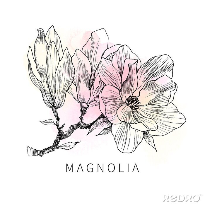 Poster  Une branche de magnolia remplie de pastels