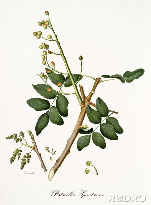 Poster  Une branche de pistache avec des fruits étiquetés