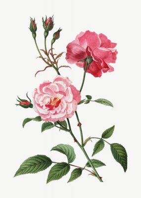 Poster  Une brindille d'un rosier dans le dessin