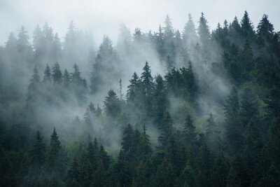 Une douce brume entre les arbres