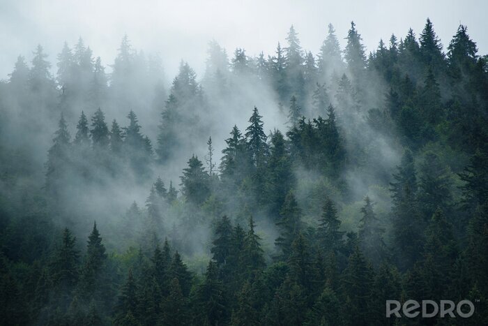 Poster  Une douce brume entre les arbres