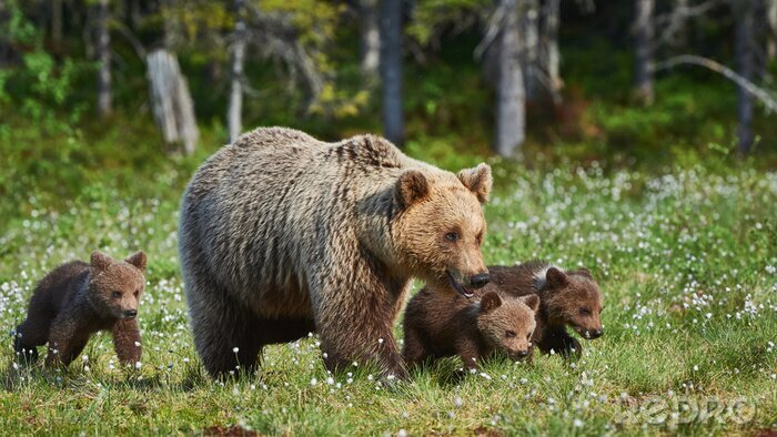 Poster  Une famille d&#39;ours dans une clairière forestière