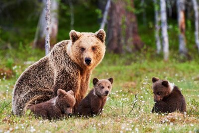 Une famille d'ours dans une clairière verte