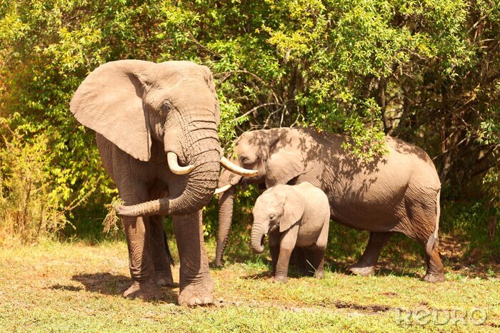 Poster  Une famille d'éléphants à l'orée de la forêt