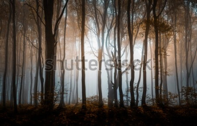 Poster  Une forêt brumeuse illuminée par la lumière du soleil entre les arbres