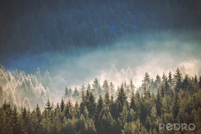 Poster  Une forêt de conifères dans le brouillard