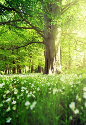 Poster  Une forêt de feuillus printanière pleine de verdure fraîche