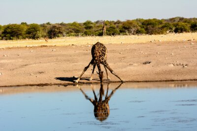 Une girafe boire à un trou d'eau