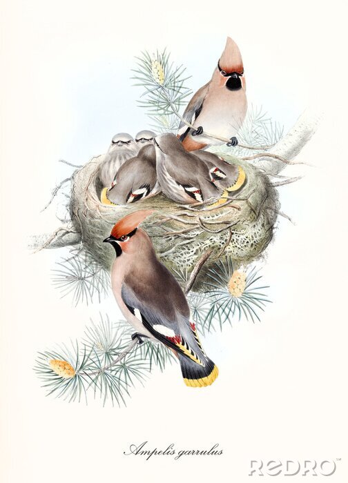 Poster  Une grande famille d'oiseaux et un nid