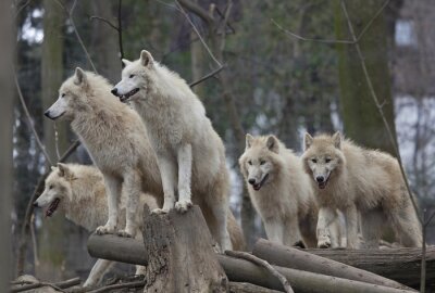 Poster  Une horde de loups