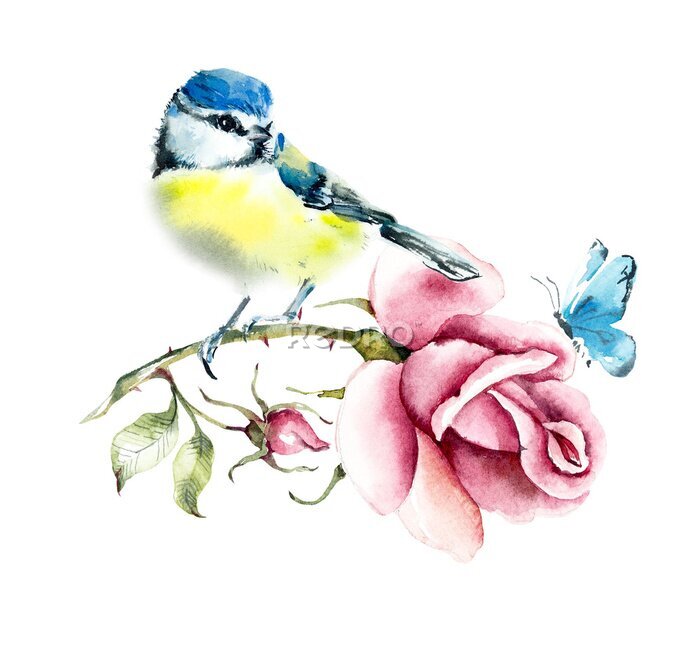 Poster  Une mésange sur une branche de rose