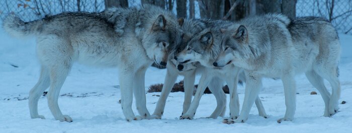 Poster  Une meute de loups dans la neige