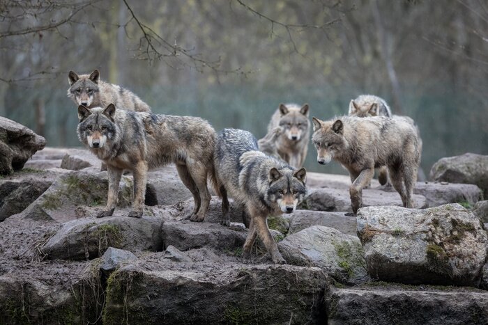 Poster  Une meute de loups sur les rochers