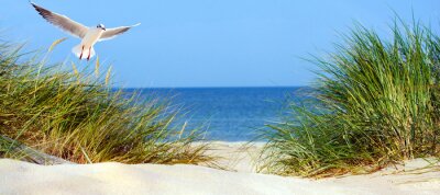 Poster  Une mouette plane au-dessus des herbes qui poussent sur les dunes.
