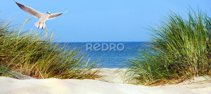 Poster  Une mouette plane au-dessus des herbes qui poussent sur les dunes.