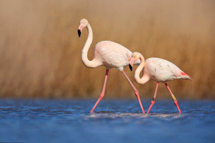Poster  Une paire de flamants roses pataugeant dans l'eau
