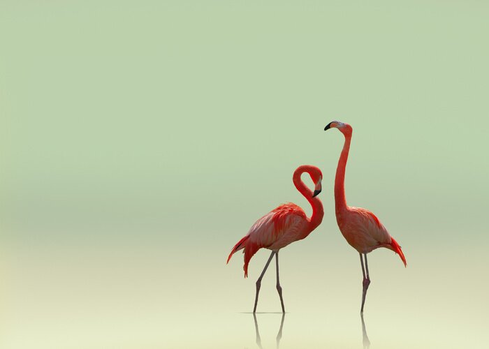 Poster  Une paire de flamants roses sur un arrière-plan flou