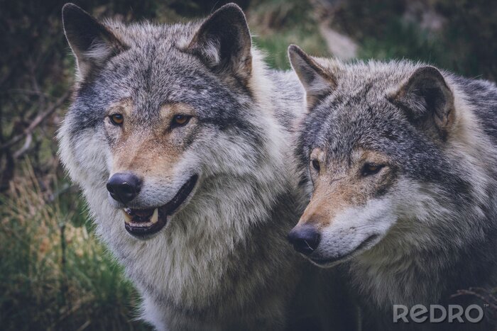 Poster  Une paire de loups