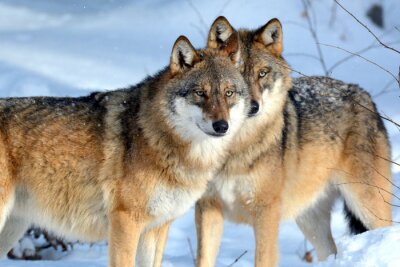 Poster  Une paire de loups dans la neige