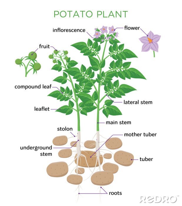Poster  Une pomme de terre fleurie avec une description de la structure de la plante